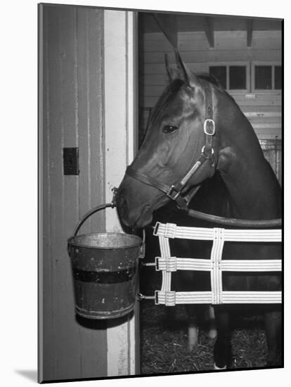 Citation in Stall-Tony Linck-Mounted Photographic Print