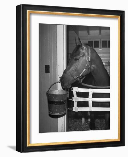 Citation in Stall-Tony Linck-Framed Photographic Print