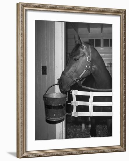 Citation in Stall-Tony Linck-Framed Photographic Print