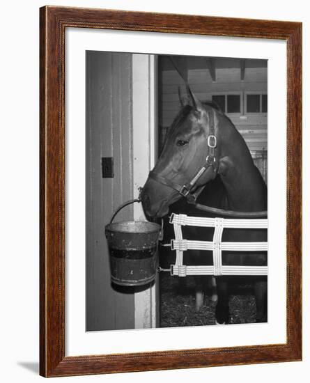 Citation in Stall-Tony Linck-Framed Photographic Print