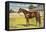 Citation, Kentucky Derby Winner-null-Framed Stretched Canvas