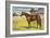 Citation, Kentucky Derby Winner-null-Framed Art Print