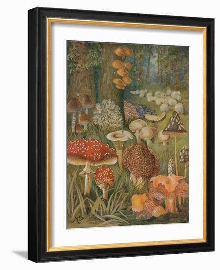 Citizens of the Land of Mushrooms-Science Source-Framed Giclee Print