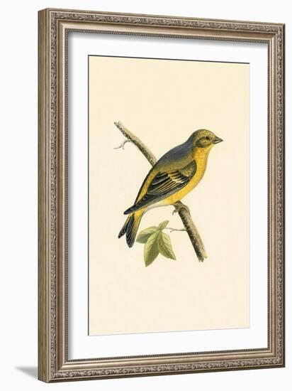 Citril Finch,  from 'A History of the Birds of Europe Not Observed in the British Isles'-English-Framed Giclee Print