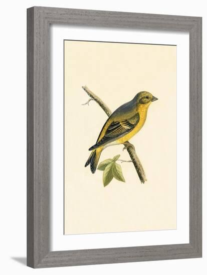 Citril Finch,  from 'A History of the Birds of Europe Not Observed in the British Isles'-English-Framed Giclee Print