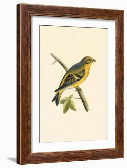 Citril Finch,  from 'A History of the Birds of Europe Not Observed in the British Isles'-English-Framed Giclee Print