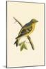 Citril Finch,  from 'A History of the Birds of Europe Not Observed in the British Isles'-English-Mounted Giclee Print