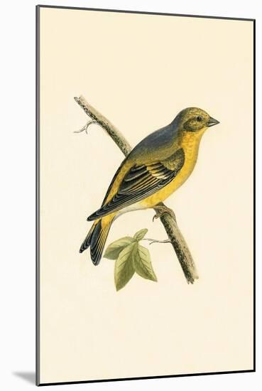 Citril Finch,  from 'A History of the Birds of Europe Not Observed in the British Isles'-English-Mounted Giclee Print