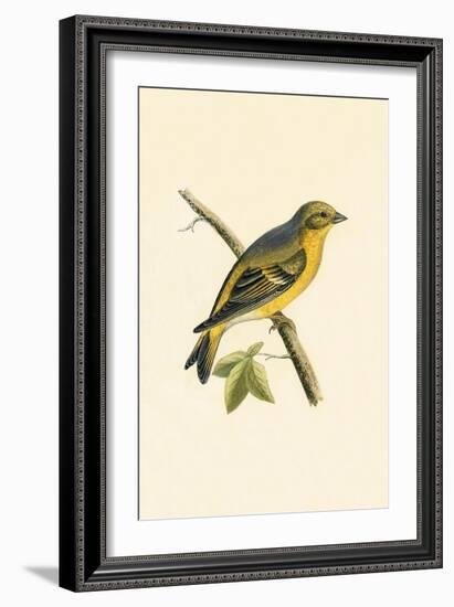 Citril Finch,  from 'A History of the Birds of Europe Not Observed in the British Isles'-English-Framed Giclee Print