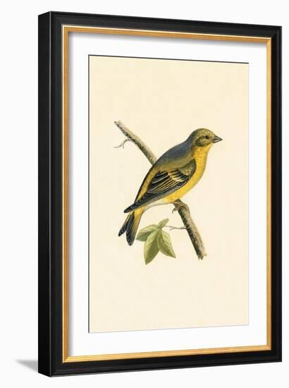 Citril Finch,  from 'A History of the Birds of Europe Not Observed in the British Isles'-English-Framed Giclee Print