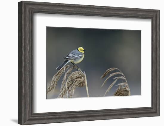 Citrine wagtail male perched on reed, Latvia-Markus Varesvuo-Framed Photographic Print