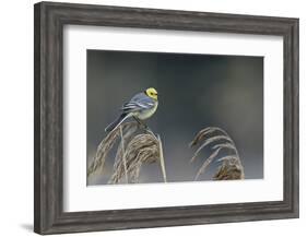 Citrine wagtail male perched on reed, Latvia-Markus Varesvuo-Framed Photographic Print