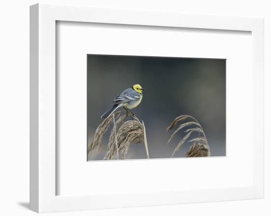 Citrine wagtail male perched on reed, Latvia-Markus Varesvuo-Framed Photographic Print