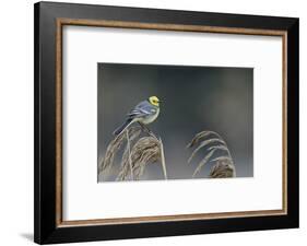 Citrine wagtail male perched on reed, Latvia-Markus Varesvuo-Framed Photographic Print