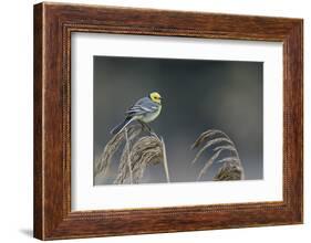Citrine wagtail male perched on reed, Latvia-Markus Varesvuo-Framed Photographic Print
