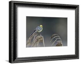 Citrine wagtail male perched on reed, Latvia-Markus Varesvuo-Framed Photographic Print