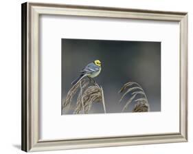 Citrine wagtail male perched on reed, Latvia-Markus Varesvuo-Framed Photographic Print