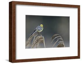 Citrine wagtail male perched on reed, Latvia-Markus Varesvuo-Framed Photographic Print