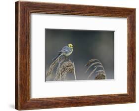 Citrine wagtail male perched on reed, Latvia-Markus Varesvuo-Framed Photographic Print