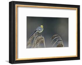 Citrine wagtail male perched on reed, Latvia-Markus Varesvuo-Framed Photographic Print