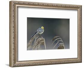 Citrine wagtail male perched on reed, Latvia-Markus Varesvuo-Framed Photographic Print