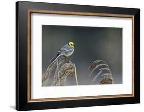 Citrine wagtail male perched on reed, Latvia-Markus Varesvuo-Framed Photographic Print