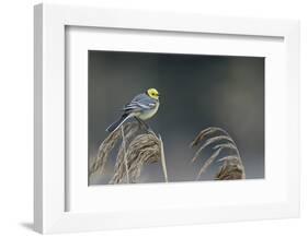 Citrine wagtail male perched on reed, Latvia-Markus Varesvuo-Framed Photographic Print