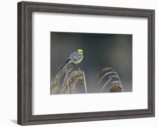 Citrine wagtail male perched on reed, Latvia-Markus Varesvuo-Framed Photographic Print
