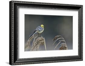 Citrine wagtail male perched on reed, Latvia-Markus Varesvuo-Framed Photographic Print