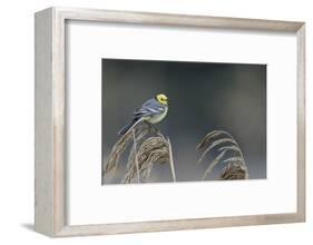 Citrine wagtail male perched on reed, Latvia-Markus Varesvuo-Framed Photographic Print