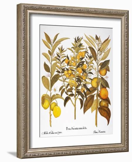 Citron And Orange, 1613-Besler Basilius-Framed Giclee Print