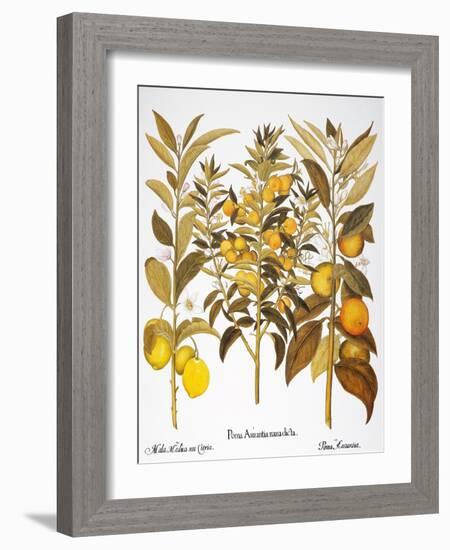 Citron And Orange, 1613-Besler Basilius-Framed Giclee Print