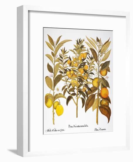 Citron And Orange, 1613-Besler Basilius-Framed Giclee Print