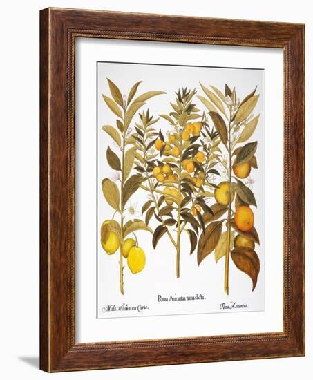 Citron And Orange, 1613-Besler Basilius-Framed Giclee Print