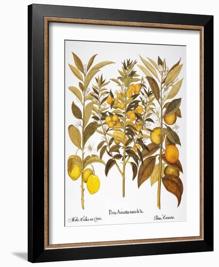 Citron And Orange, 1613-Besler Basilius-Framed Giclee Print