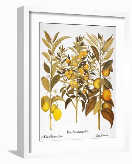 Citron And Orange, 1613-Besler Basilius-Framed Giclee Print