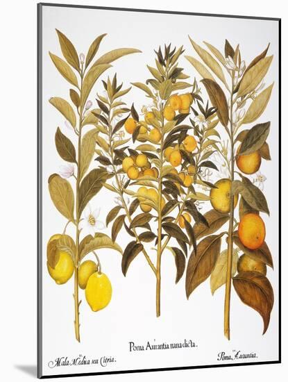 Citron And Orange, 1613-Besler Basilius-Mounted Giclee Print