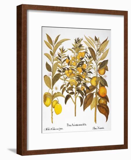 Citron And Orange, 1613-Besler Basilius-Framed Giclee Print