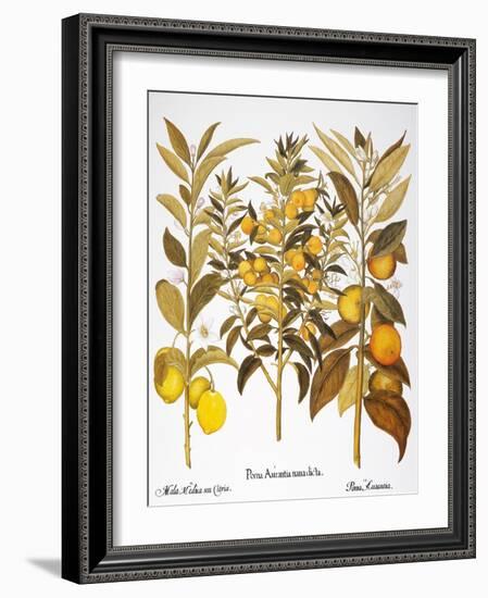 Citron And Orange, 1613-Besler Basilius-Framed Giclee Print