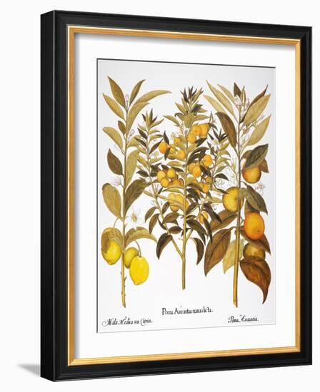 Citron And Orange, 1613-Besler Basilius-Framed Giclee Print