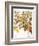 Citron And Orange, 1613-Besler Basilius-Framed Giclee Print