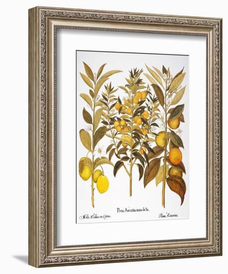 Citron And Orange, 1613-Besler Basilius-Framed Giclee Print