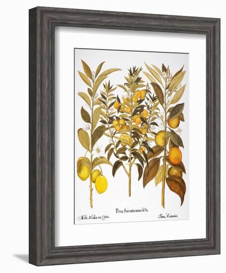 Citron And Orange, 1613-Besler Basilius-Framed Giclee Print