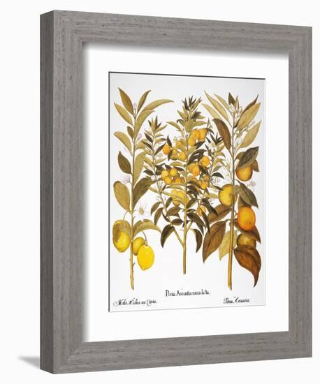 Citron And Orange, 1613-Besler Basilius-Framed Giclee Print