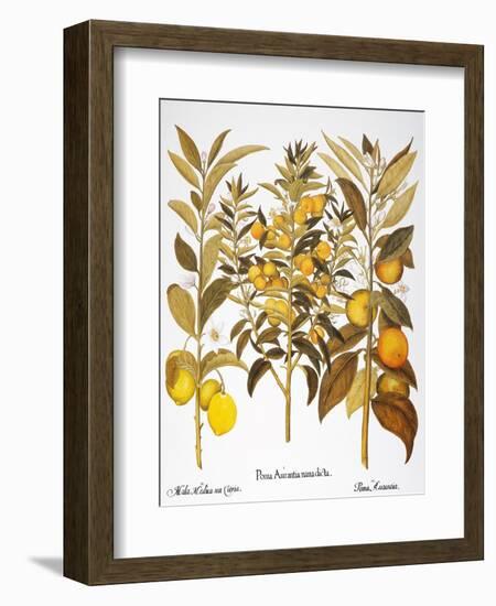 Citron And Orange, 1613-Besler Basilius-Framed Giclee Print