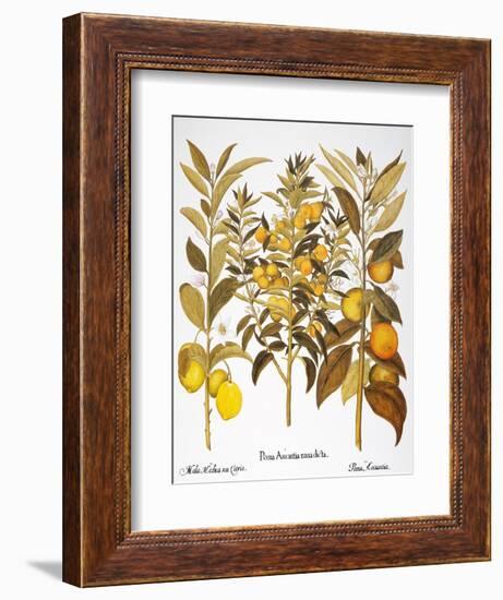 Citron And Orange, 1613-Besler Basilius-Framed Giclee Print