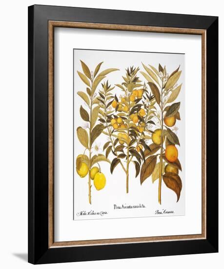 Citron And Orange, 1613-Besler Basilius-Framed Giclee Print