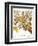 Citron And Orange, 1613-Besler Basilius-Framed Giclee Print