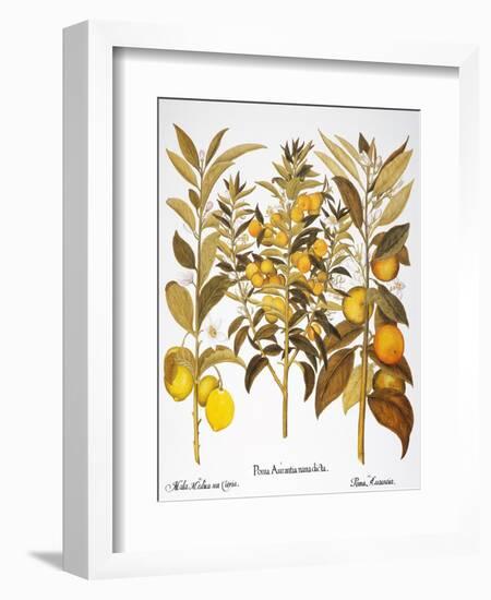 Citron And Orange, 1613-Besler Basilius-Framed Giclee Print