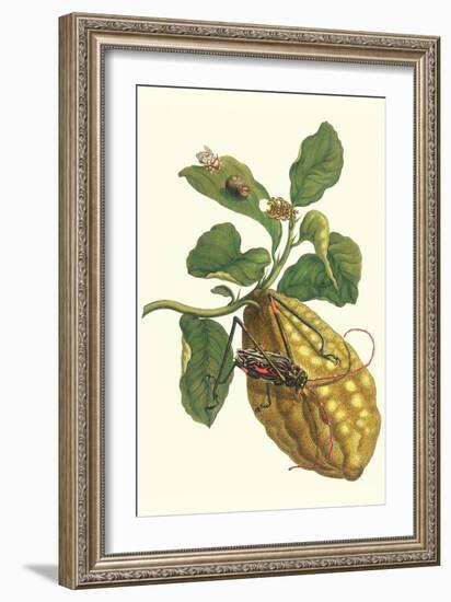 Citron with Monkey Slug and a Harlequin Beetle-Maria Sibylla Merian-Framed Art Print